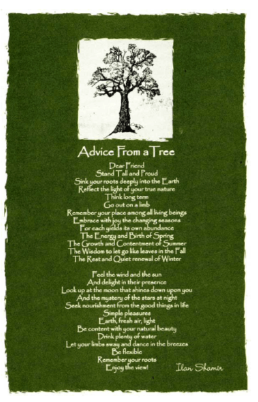 Tree 2024-05-03 152843